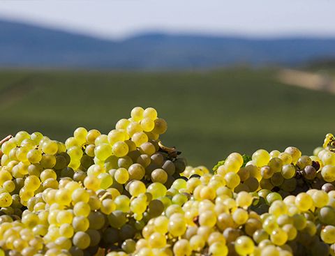 Domaine du Four Bassot - Témoignage viticole