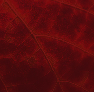 Domaine du Four Bassot