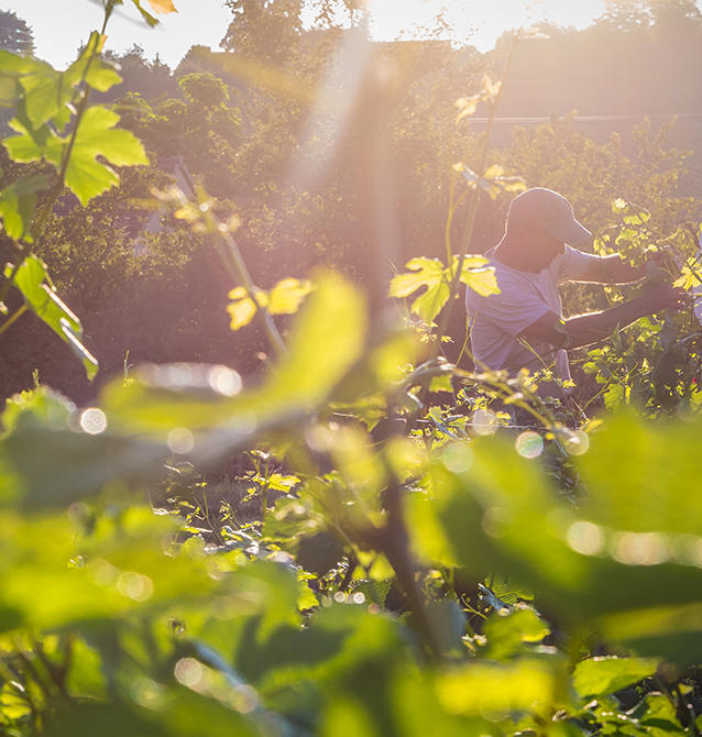Domaine du Four Bassot - Le gîte
du Four Bassot