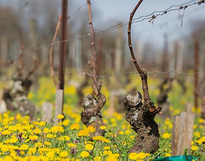 Domaine du Four Bassot -